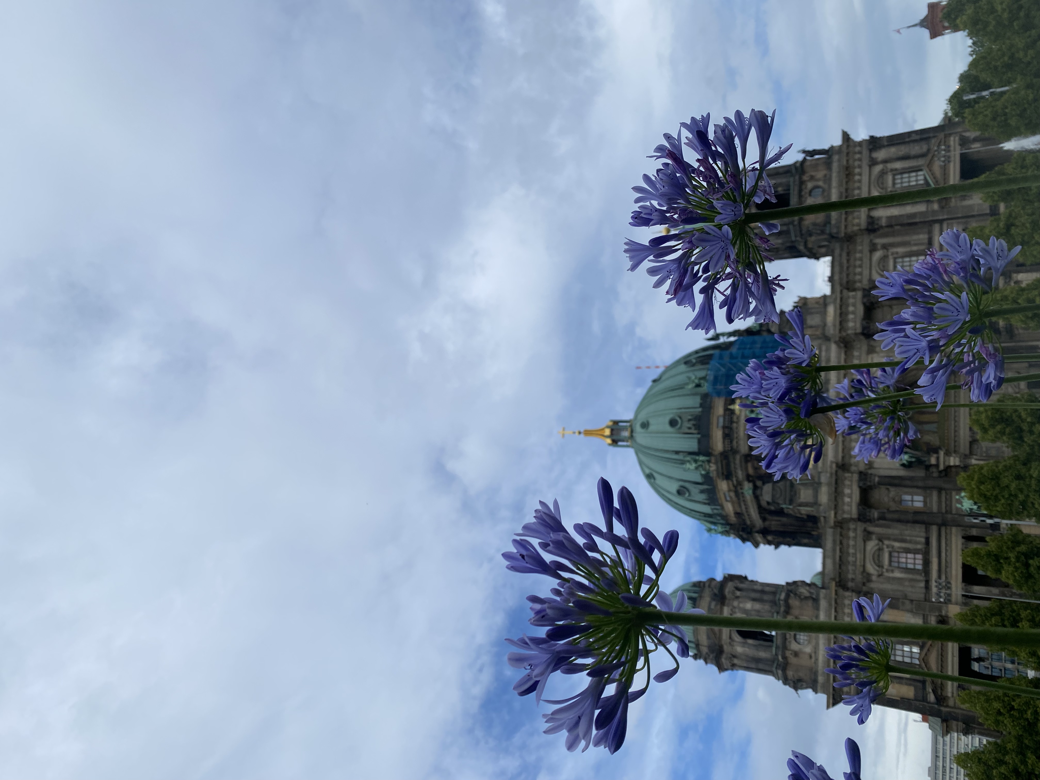 The Berliner Dom in summer, seen through tall agapanthus flowers in bloom
