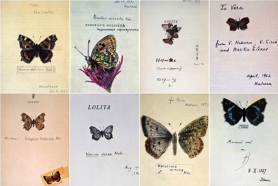 Sketches of butterflies