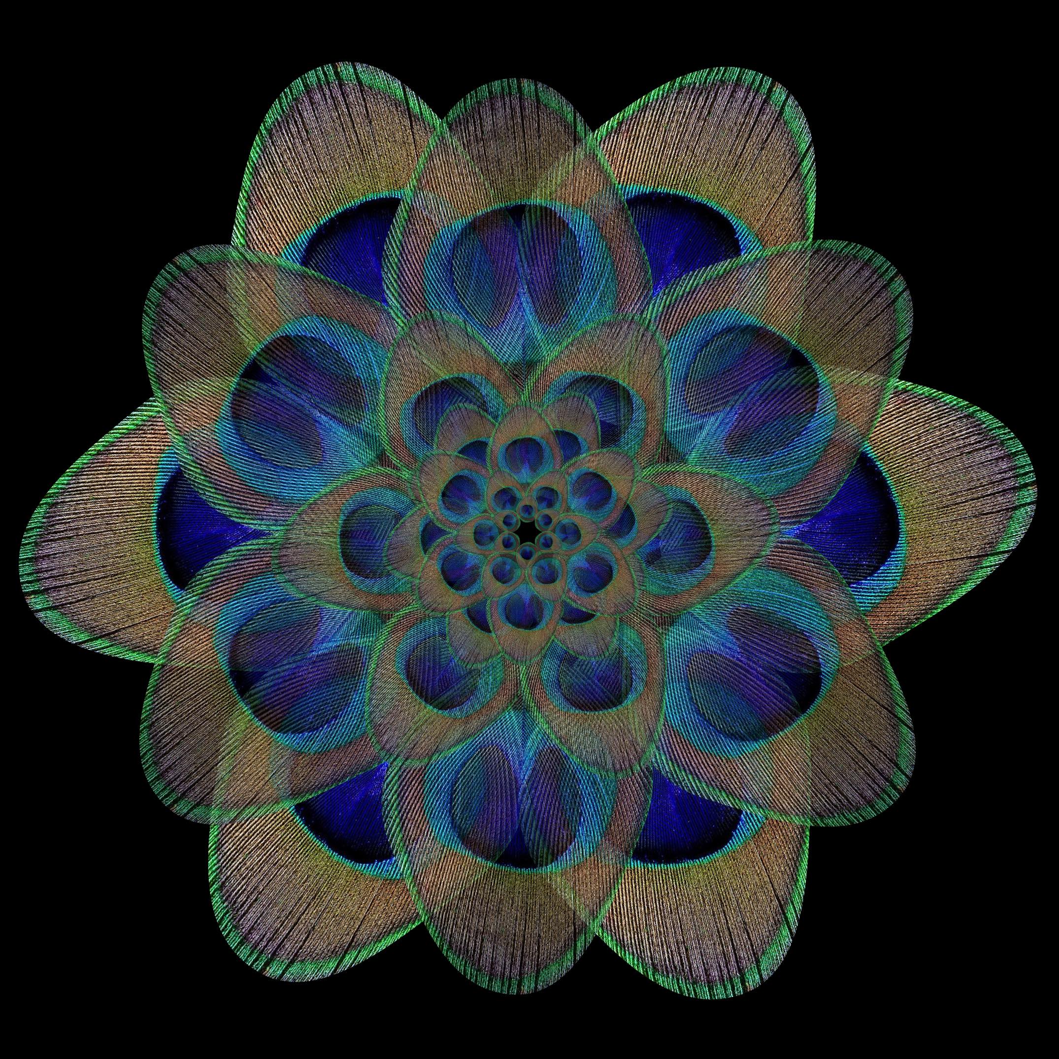 Peacock Mandala