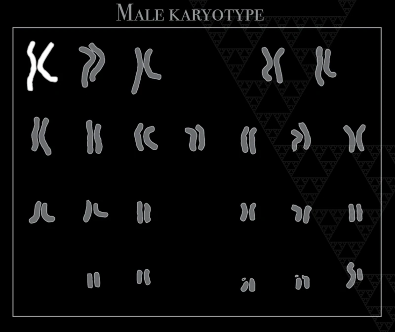 Male karyotype with chromosome 1 highlighted in white