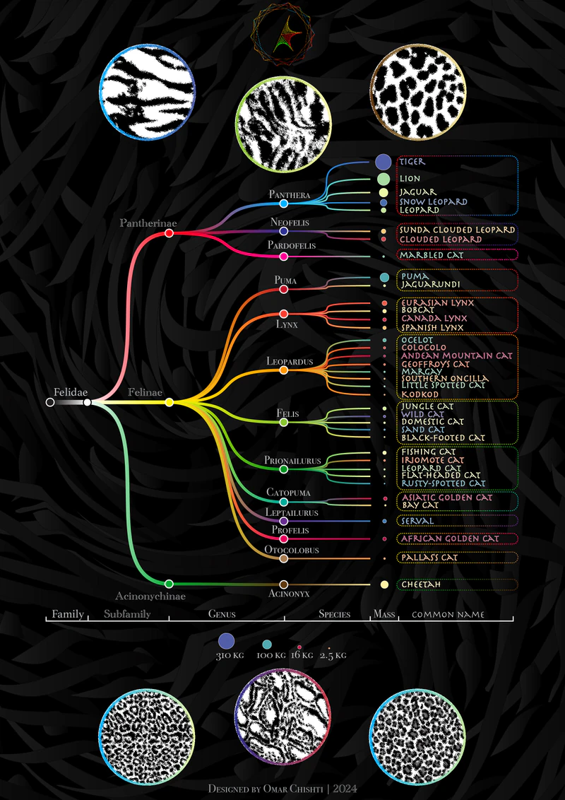 Feline Phylogeny