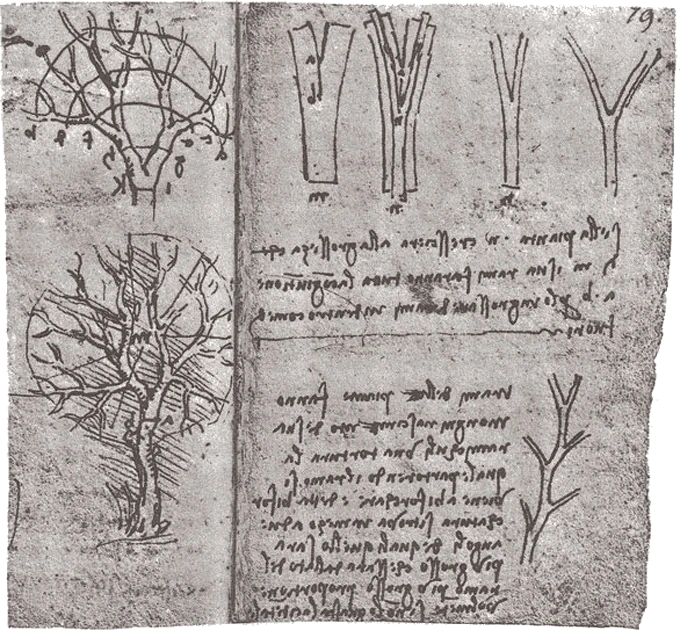 Leonardo da Vinci's sketch of the Rule of Trees from his Treatise on Painting