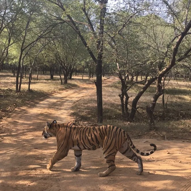 Bengal tiger crossing a dirt road in Ranthambore National Park, Rajasthan