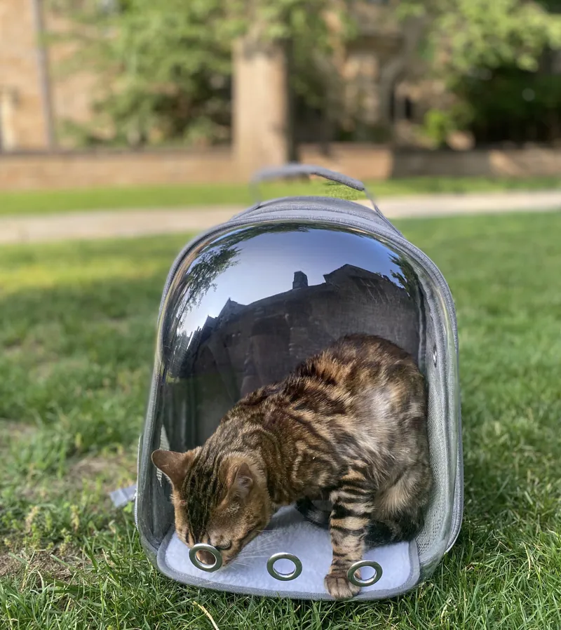 Zafran the cat in a clear backpack on a lawn