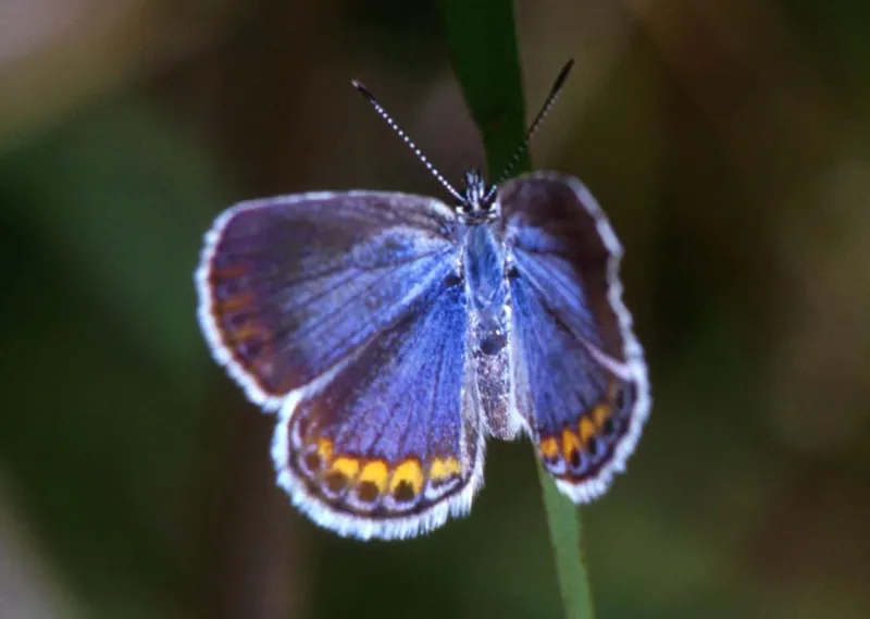 A Karner blue butterfly with wings spread, blue-violet above with a row of orange spots near the lower edges, against soft green-brown blur